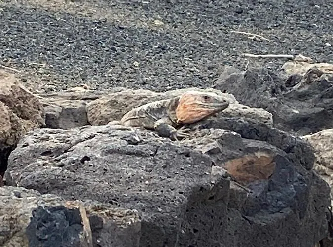 Numancia1-2b Las Palmas de Gran Canaria