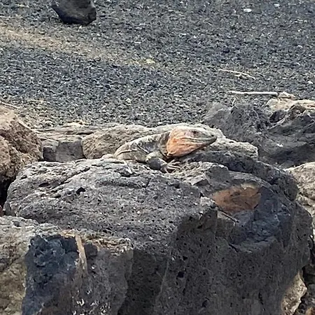 Numancia1-2b Λας Πάλμας ντε Γκραν Κανάρια